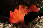 Red frogfish
