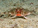 Red-Lipped Batfish