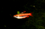Red pencilfish