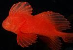 Red Velvetfish
