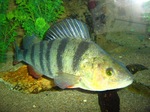 Redfin perch in the aquarium