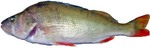 Redfin perch side view