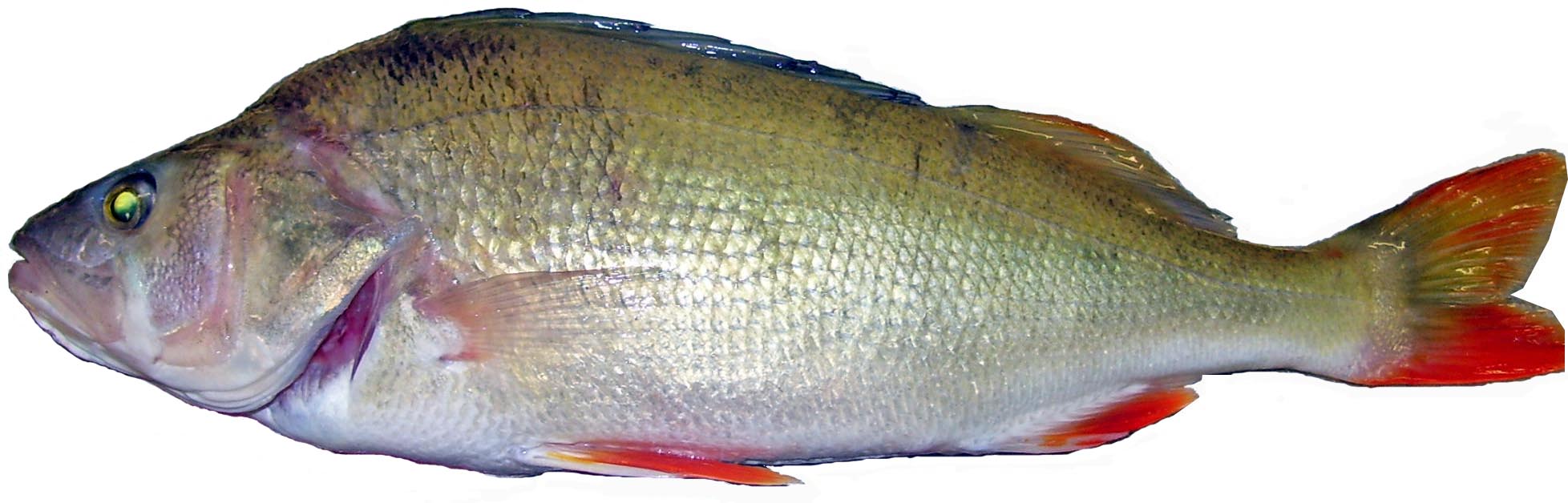 Redfin perch side view photo.