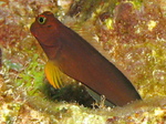 Redlip blenny on the bottom