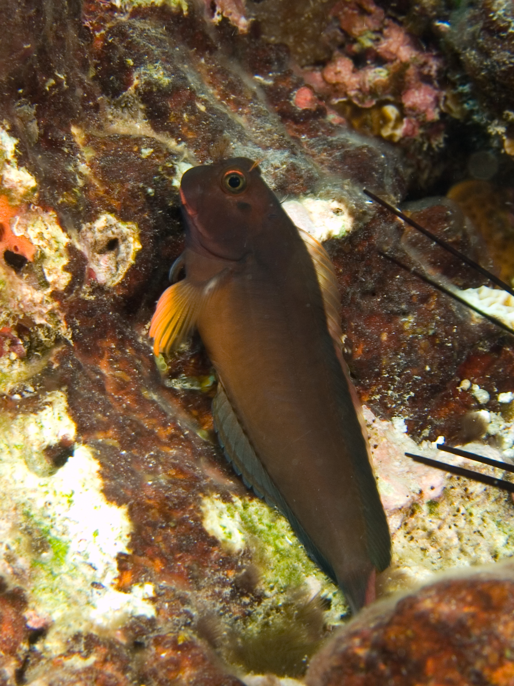 Redlip blenny wallpaper