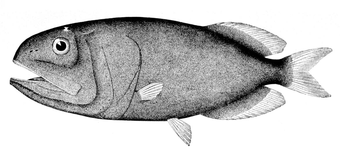 Redmouth whalefish wallpaper