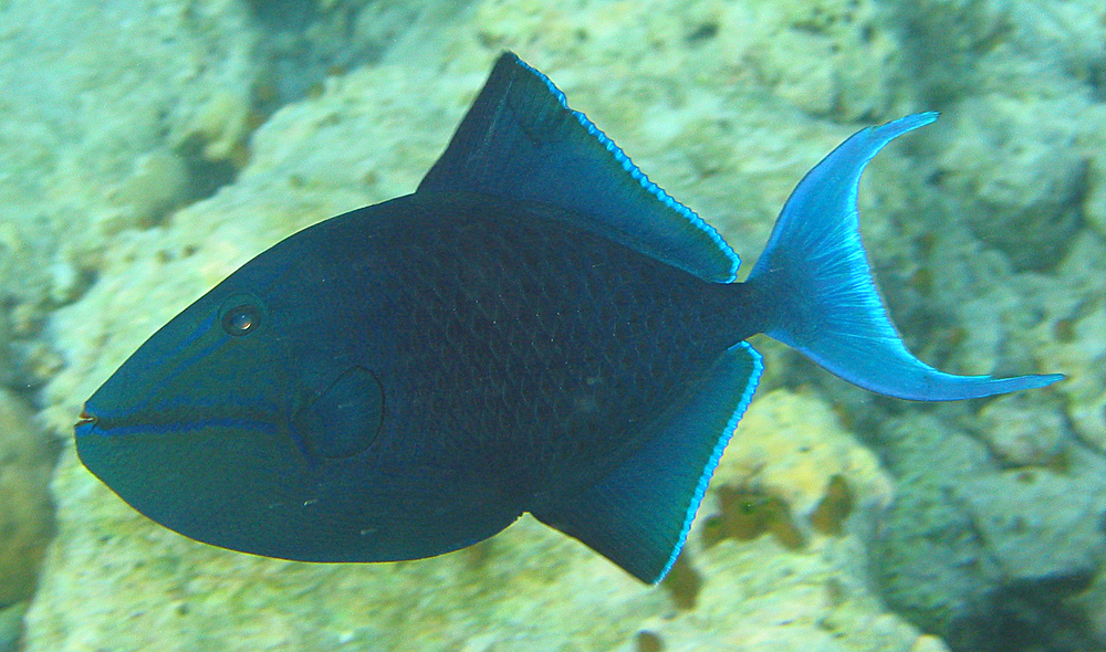 Redtooth triggerfish wallpaper