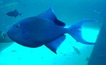 Redtooth triggerfishes in the aquarium