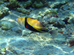 Reef triggerfish swims