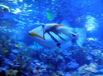 Reef triggerfish swims