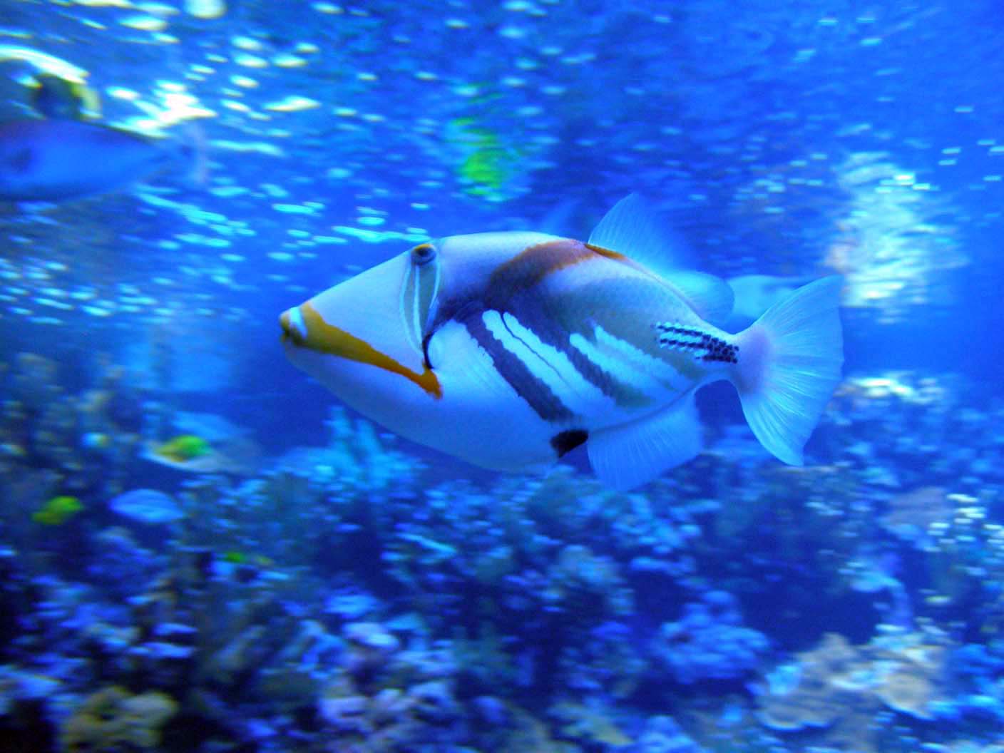 Reef triggerfish swims wallpaper