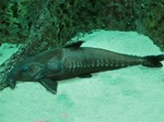 Resting Armorhead catfish