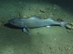 Resting Sablefish