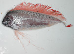 Ribbonfish white background