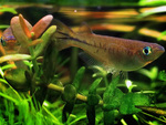 Ricefish among the seaweed