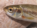 Riffle dace head