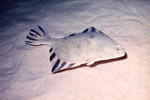 Righteye flounder near the bottom