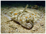 Righteye flounder on the sand