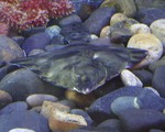 Righteye flounder on the stones