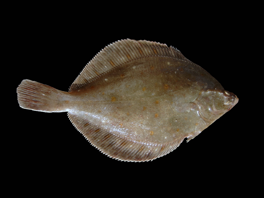 Righteye flounder wallpaper