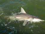 River shark in water