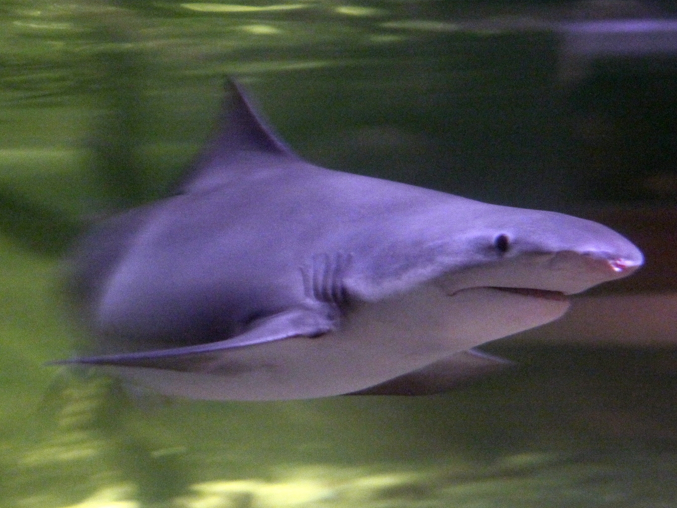 River shark wallpaper