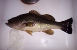 Roanoke bass