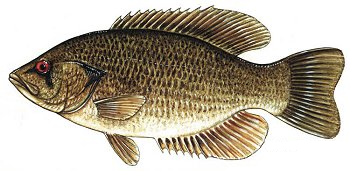 Rock bass wallpaper