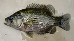 Rock bass