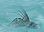 Roosterfish on the surface