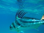 Roosterfish underwater