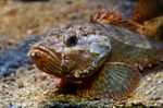 Rough sculpin