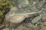 Round stingray in the sand