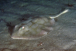 Round stingray on the bottom