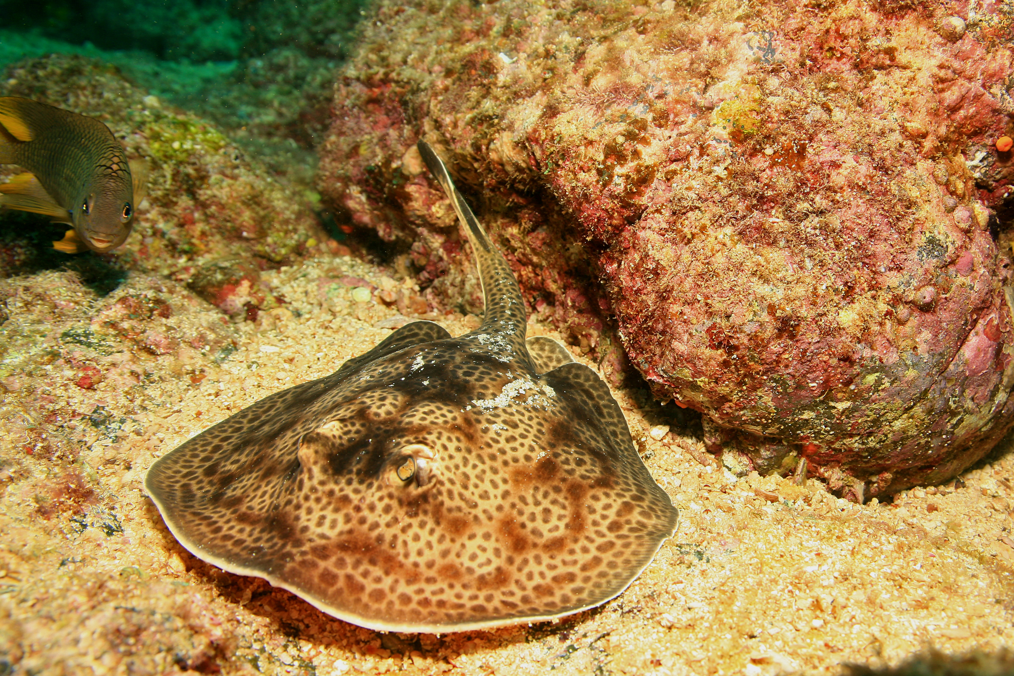 Round stingray wallpaper