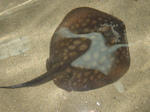 Round stingray swims