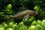 Ruffe in aquarium