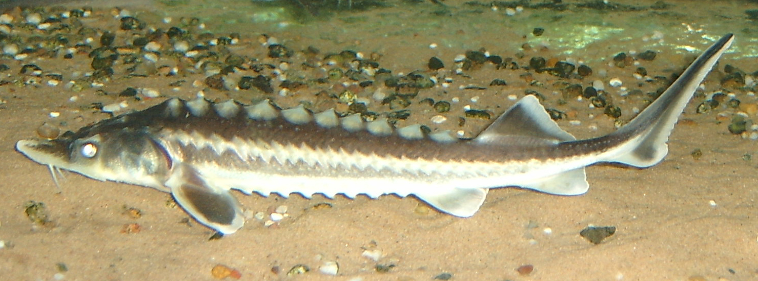 Russian sturgeon photos and wallpapers. Nice Russian sturgeon pictures