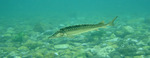 Russian sturgeon swims