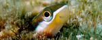 Saber-toothed blenny face