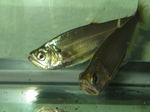 Sabertoothes fish