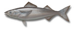 Sablefish drawing