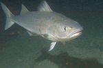 Sablefish looking at you