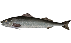 Sablefish wallpaper