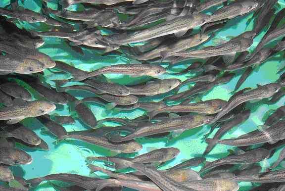 Sablefishes in the aquarium wallpaper