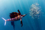 Sailfish and flock of fish