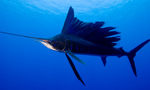 Sailfish side view