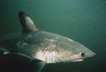 Salmon shark swims