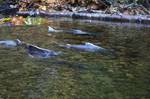 Salmons near the water surface