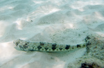 Sand diver on the bottom